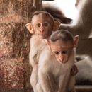 FOTOGRAFÍA / SERIE MONKEY. Un projet de Photographie de sonia López Porto - 26.10.2016
