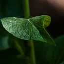 FLORA. Un projet de Photographie de Fatima Iriarte - 15.11.2016