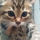 Adopción de mascotas en Medellín. Desenvolvimento Web, e Web Design projeto de AdopcionesMedellín.com - 22.11.2016