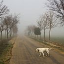 “El perro en la niebla”. Photograph project by Oleksandr McQuartz - 11.30.2016