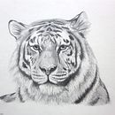 Tigre a lápiz 7u7 Ein Projekt aus dem Bereich Animation von astridcarolina879 - 02.01.2017