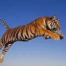 El tigre.. 3D, and Animation project by Brayan Guerrero - 01.03.2017