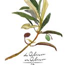 de olivar en olivar // proyecto para empresa de venta online de aceites de oliva . Un proyecto de Diseño de hannah_haffmans - 31.07.2016