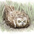 Lechuza Campestre (asio flammeus). Un proyecto de Bellas Artes, Ilustración tradicional y Pintura de María Sánchez Sierra - 15.01.2017