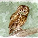 Carabo Común (strix aluco). Un proyecto de Bellas Artes, Ilustración tradicional y Pintura de María Sánchez Sierra - 15.01.2017