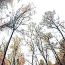 Into the wood. Un progetto di Illustrazione tradizionale, Paesaggismo e Pittura di Marsilio Martín - 22.01.2017