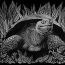 Scratchboard. Ilustração tradicional projeto de Teuis Land - 25.01.2017
