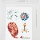 Santillana España (libros de Biología). Design gráfico e Ilustração tradicional projeto de Giselle P Vitali Di Maria - 30.04.2016