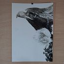 Eagle. Un proyecto de Bellas Artes e Ilustración tradicional de Jota Blanco - 28.09.2015