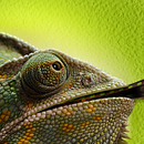 Propuesta para el concurso del cartel Ecozine 2017. Design gráfico projeto de Silvia Gonzalo Gil - 13.03.2017