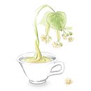 Exposición: plantas para beber. Un projet de Illustration traditionnelle de Thaïs Borri Bas - 18.04.2017