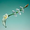 Freezing Flowers . Un proyecto de Dirección de arte y Fotografía de Paloma Rincón - 17.07.2017