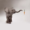 Elefante adolescente. Un proyecto de 3D, Animación de personajes y Publicidad de Rafa Zabala - 29.06.2017