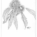 Láminas blanco y negro grandes. Un proyecto de Ilustración tradicional de José Ramón Moro Capellán - 11.07.2017