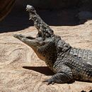 Fotografia Bioparc. Un projet de Photographie de Katerina Kabisova - 13.07.2017