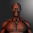 human muscles. Un proyecto de 3D y Diseño de personajes de Victor Morcillo Luque - 24.07.2017