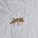 Mi Proyecto del curso: Introducción a la Fotografía digital. Día de paseo, observando animales.. Fotografia projeto de Alicia Duarte - 28.08.2017