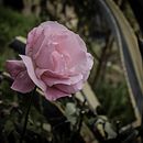 Fotografía. Flores. Un proyecto de Fotografía y Retoque fotográfico de Mauro Castañeda Fonseca - 29.09.2017