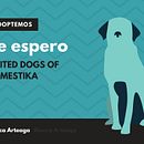 Un Quizz de cuatro patas. Un proyecto de Cop, writing y Redes Sociales de Blanca Arteaga - 03.10.2017