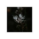 Mi Proyecto del curso: Revelado de archivos RAW con Lightroom. Un proyecto de Fotografía de David Tudela - 16.04.2018