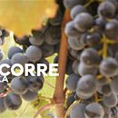 Promoción bodega . Un projet de Publicité de Fernando Sainz Pereda - 04.11.2017