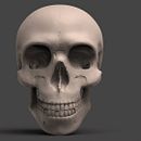 Craneo Study. 3D project by Jean Rivera - 11.15.2017