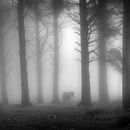 Reportaje caballos en la niebla. Un progetto di Fotografia di Alex Blanco Asencio - 30.12.2016
