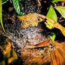 Fotografía Paisaje, Cuyabeno - Ecuador Ein Projekt aus dem Bereich Fotografie von Alejandra Gordillo R - 18.09.2016