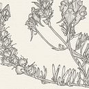 Botanic illustrations . % Daniel Belchí tarafından hazırlanan Geleneksel illüstras, Ve on projesi - 12.01.2017