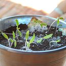 Packaging para regalos plantables de Sheedo. Un progetto di Marketing di Gonzalo Mestre - 06.12.2017