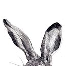 Lepus Granatensis. Projekt z dziedziny Trad, c i jna ilustracja użytkownika Raquel Ligero - 01.01.2015