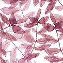 Colección Natural Garnet- pattern design. Un projet de Conception de produits de Rebeca Martín Martínez - 12.12.2017