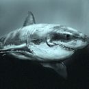 Silencio. Projekt z dziedziny Trad, c i jna ilustracja użytkownika blamelas - 13.01.2018