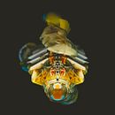 TRANSMUTE. 3D, Fine Arts, Art Direction, and Design project by zuscrofa - 05.22.2017