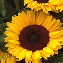 Sebastian. Un projet de Photographie de Sebastián Galiano - 11.03.2018