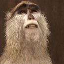 Navidul “exploradores” (2009). Un proyecto de 3D, Animación, Cine, vídeo y televisión de Juan Solís García - 26.03.2018