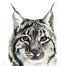 Wildcats, Ilustración científica. Un proyecto de Ilustración tradicional, Dibujo a lápiz, Dibujo realista y Pintura a la acuarela de Ailin Amondaray - 14.12.2018