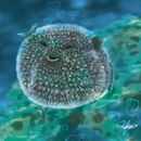 Catálogo de Ilustración. Un progetto di Disegno, Disegno a matita, Graphic design, Illustrazione tradizionale, Illustrazione digitale e Illustrazione vettoriale di Leonardo Díaz - 09.05.2018