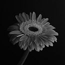 Flores. Un projet de Photographie, Photographie de studio , et Éclairage photographique de Martin Varela - 24.05.2018