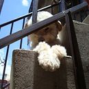 Proyecto Final "Leyes....". Photograph project by schirley_encinas - 07.17.2018