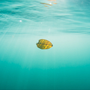 NATURE PHOTOGRAPHY . % ARMANDO OQUENDO tarafından hazırlanan Fotoğrafçılık projesi - 07.23.2018