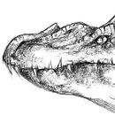 Dragon sketch. Projekt z dziedziny  R i sunek użytkownika Martyna Smolarek - 30.07.2018