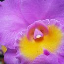 FLORES DE LA SELVA. Een project van Fotografie van Catalina Saravia S - 10.10.2017