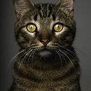 THE PERFECTION OF ANIMAL BEAUTY: BERLIN  . % Sebastian Van Ghöndi tarafından hazırlanan Fotoğrafçılık, Stüd, o Fotoğrafçılığı, Portre Fotoğrafçılığı, Fotoğrafik A, Ve dınlatma projesi - 08.11.2018