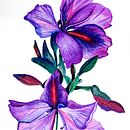 Mi Proyecto del curso: Ilustración botánica  Flor Orquidea. Drawing, Traditional illustration, Fine Arts, Painting, Watercolor Painting, and Botanical Illustration project by Lucia AJ - 08.23.2018