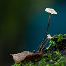 Pequeño Reino Funji. Een project van Fotografie van Claudia García Osorio - 01.07.2018