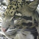 Especies Extintas. Un progetto di Animazione di Jorge González - 03.09.2018