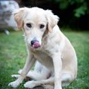 Love Dogs. Photograph, and Portrait Photograph project by Octavian Horn - 09.09.2018