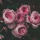 Fotografía: Rosas I. Projekt z dziedziny Fotografia i Retuszowanie fotografii użytkownika Belén Cid Lendínez - 10.05.2018