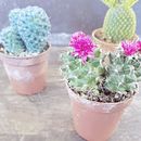 Edición con Snapseed-Cactus. Een project van Fotografie van Tatiana Negueruela Mendivil - 13.09.2018